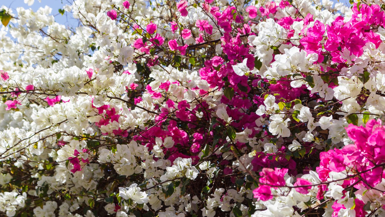pink and white bougainvillea flowers.