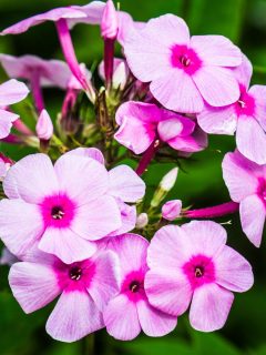 Pink garden phlox flowers.