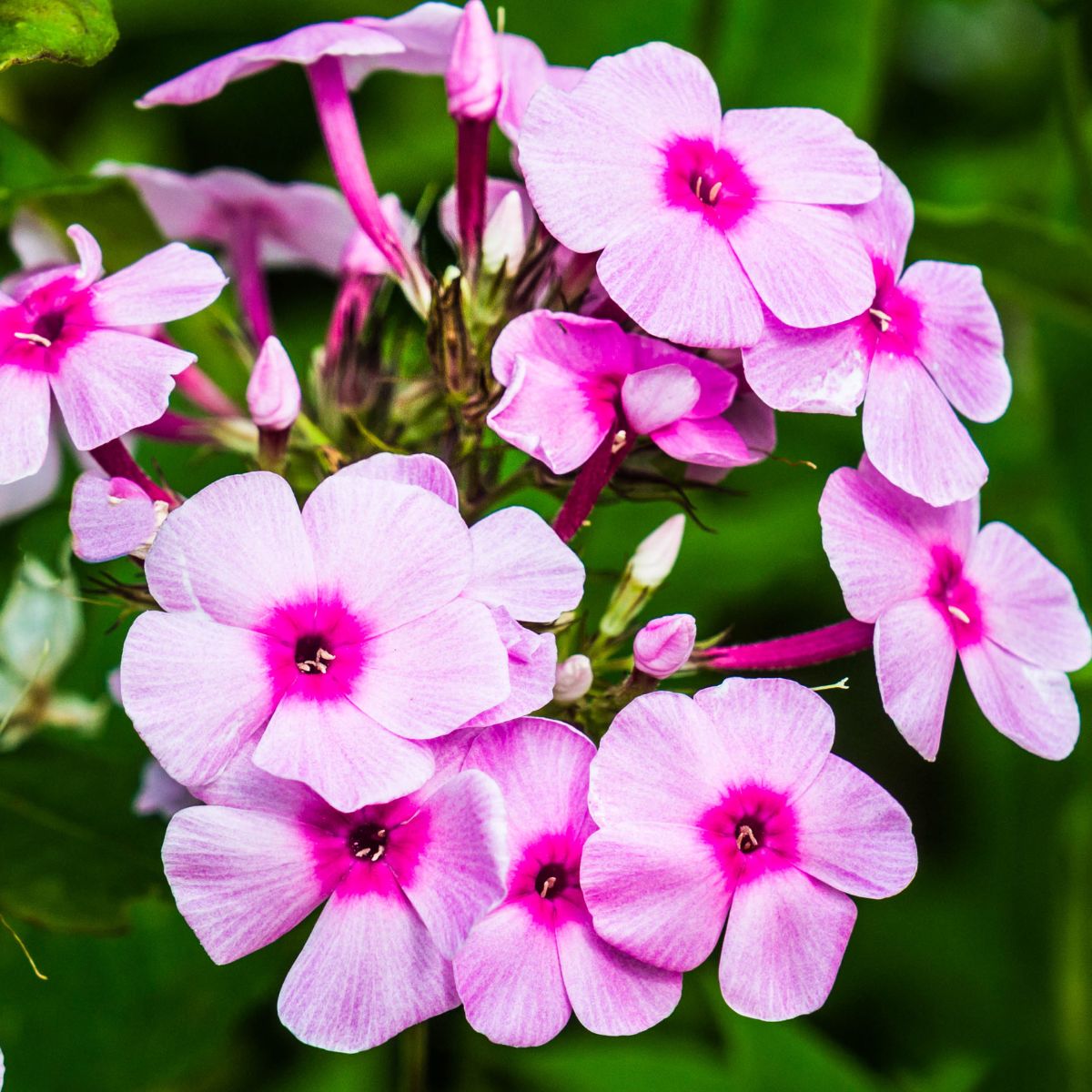 pink garden phlox flowers.