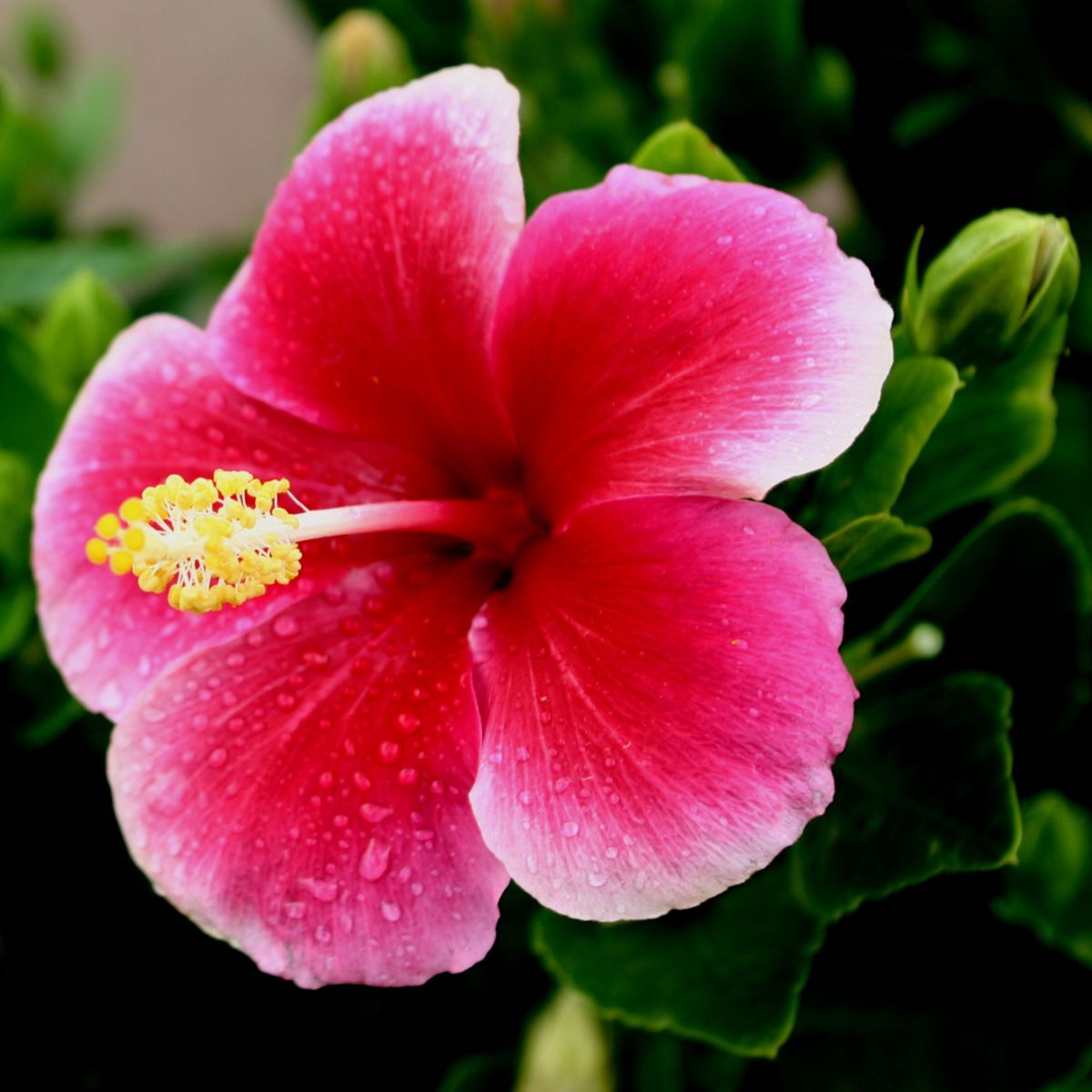a closeup of a pink hibiscus flower with a yellow stamen.
