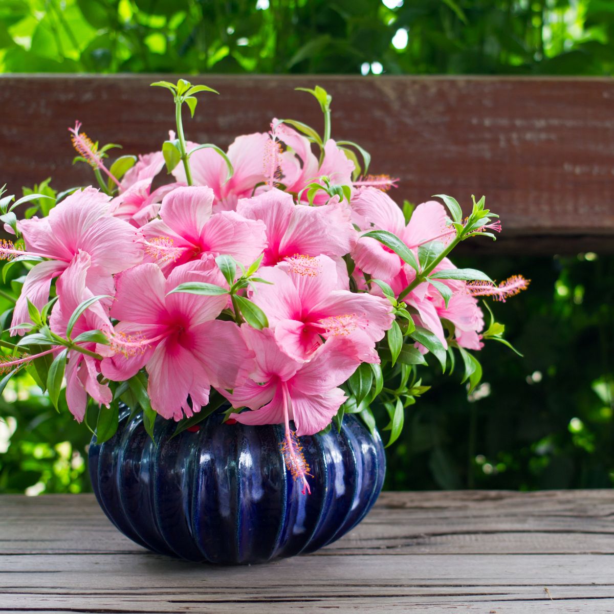 Pink hibiscus flowers in a blue vase on the porch.