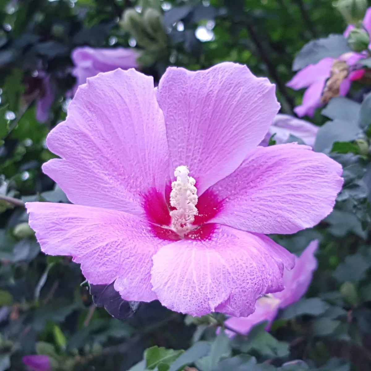 a closeup of a pink rose of Sharon flower. 