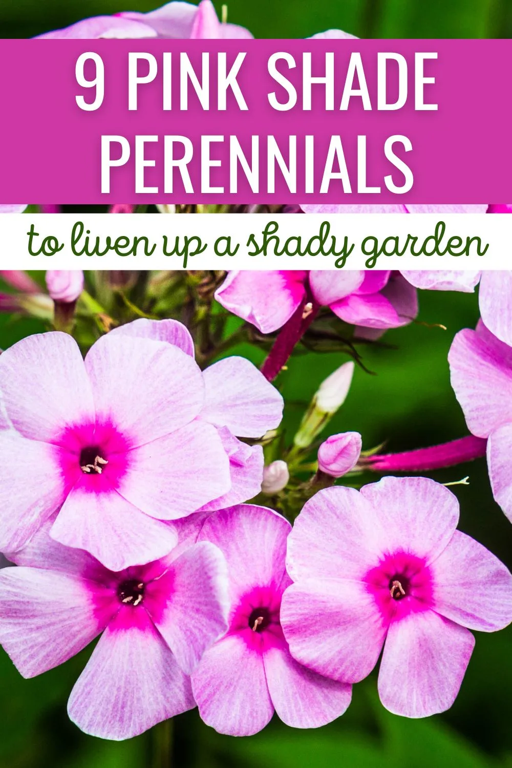 9 pink shade perennials to liven up a shady garden. 