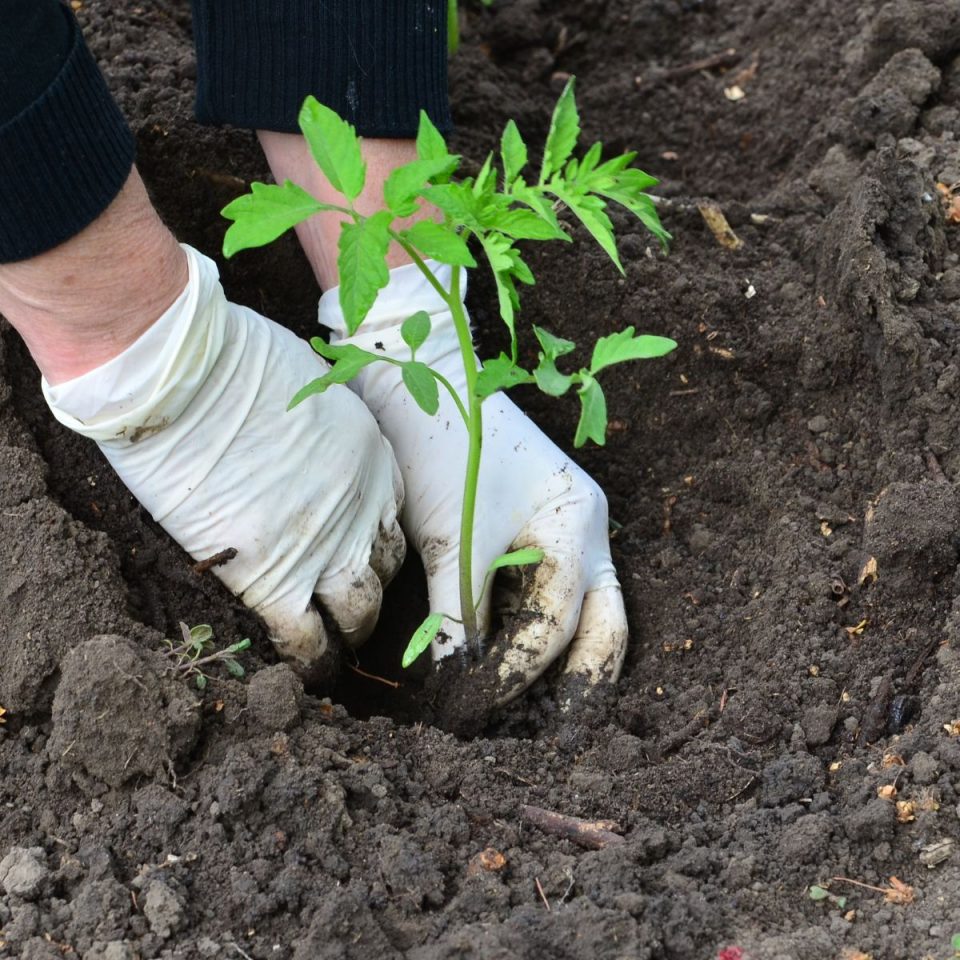 20 Best Cherry Tomatoes To Grow In Your Garden