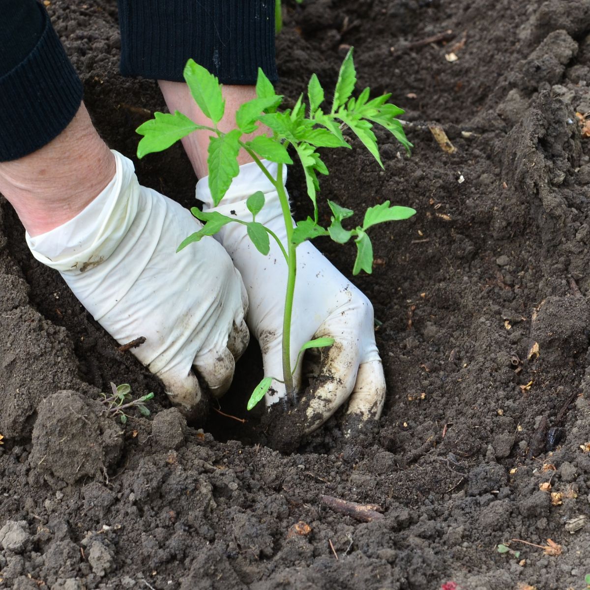 transplanting a tomato into the ground.