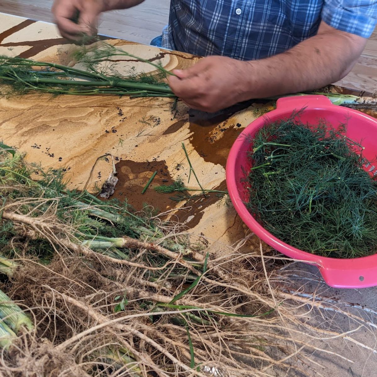 my husband preparing our dill harvest for drying