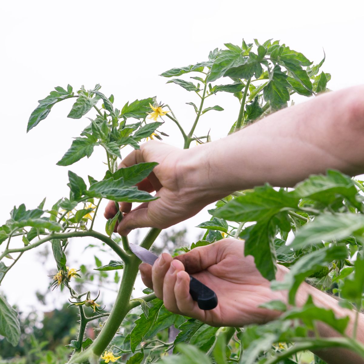 pruning a tomato plant.