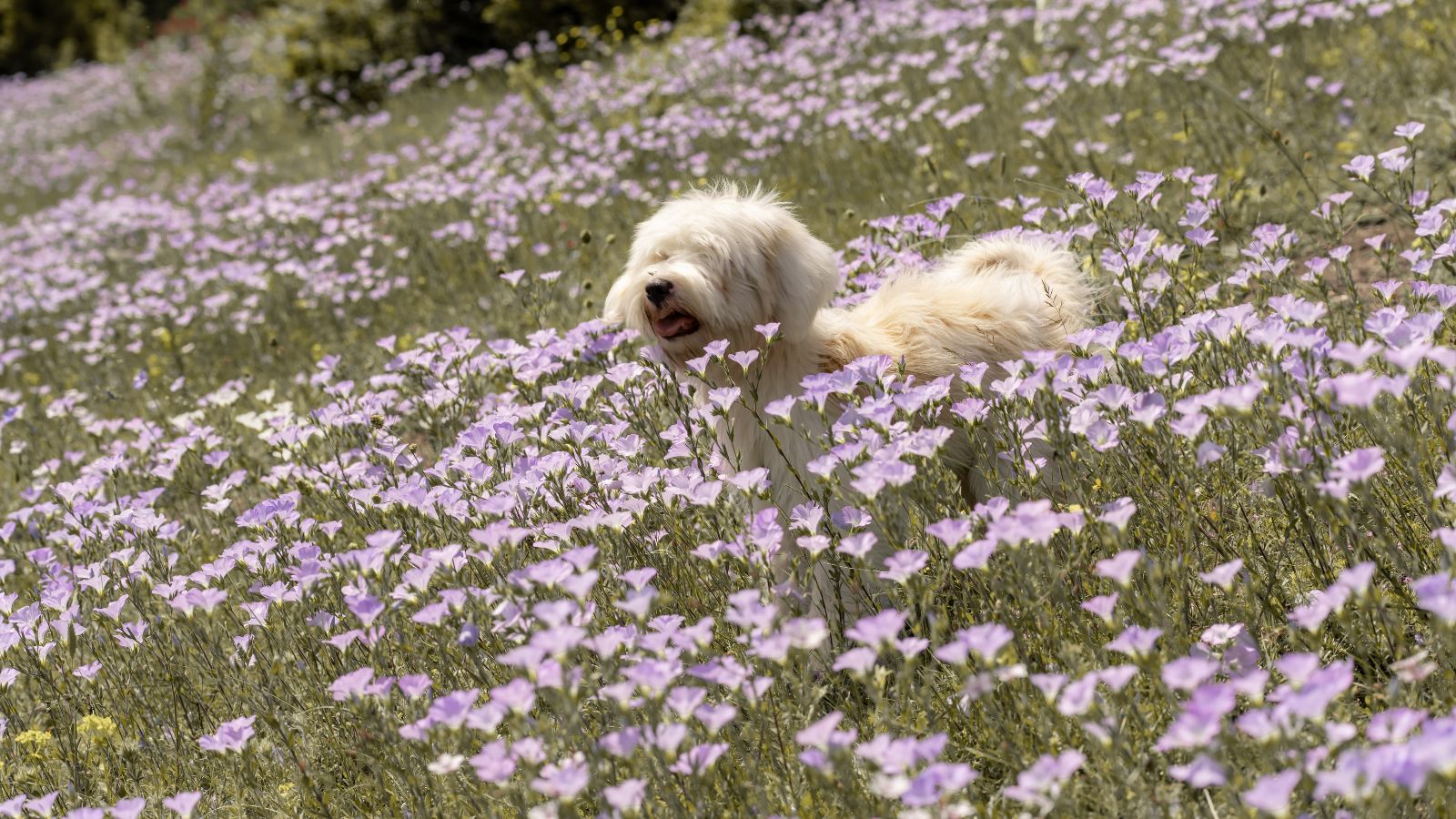 white puppy running through a summer meadow with light purple flowers.