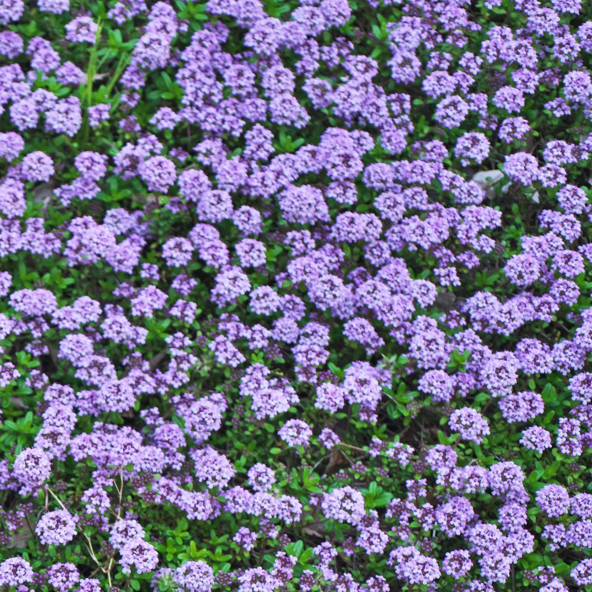 purple creeping thyme flowers. 