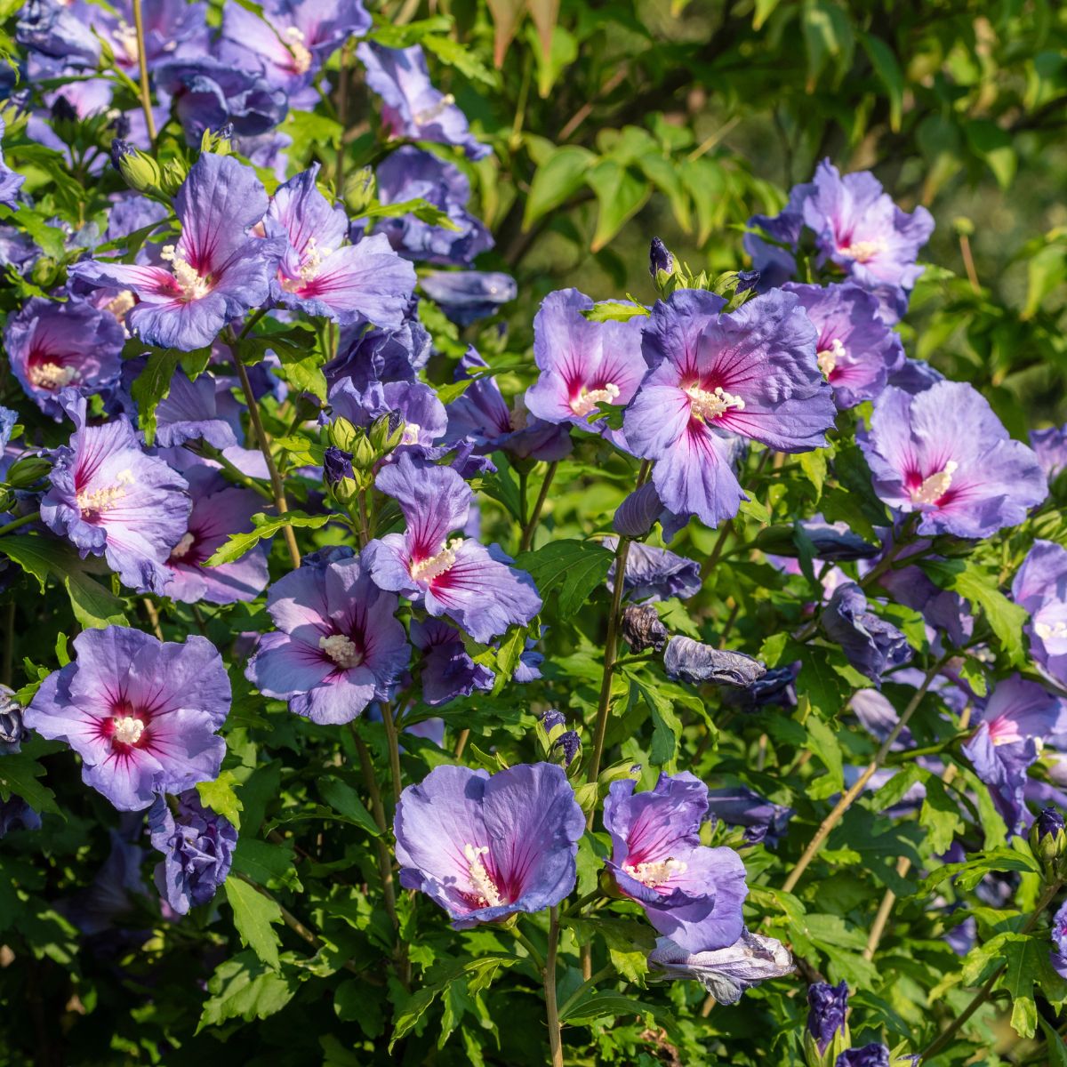 Purple hibiscus flowers hedge.