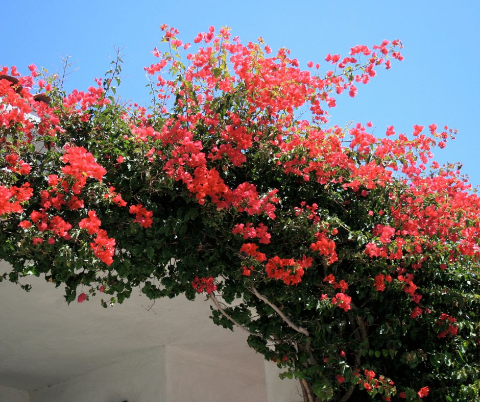 red blooming bougainvillea arch.