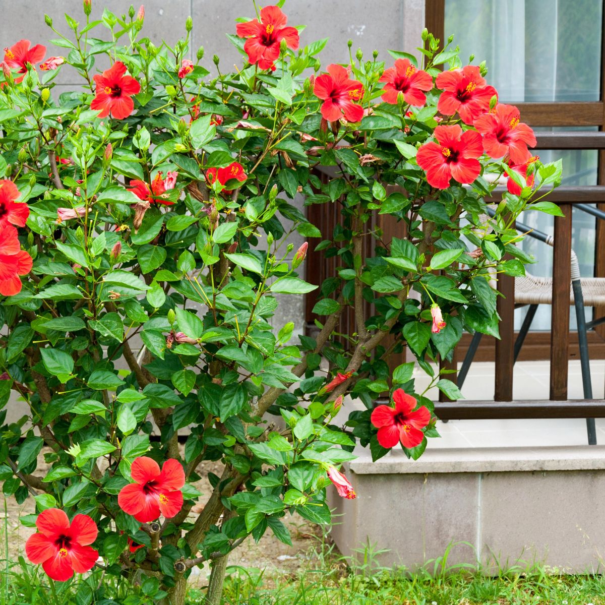 Red hibiscus bush in front of the house.