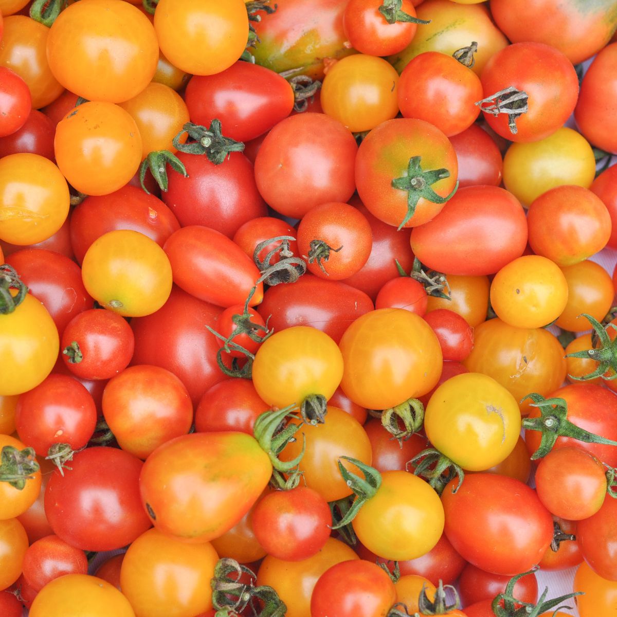 red, orange, and yellow cherry tomatoes.