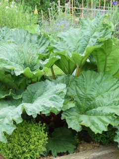 a mature rhubarb plant with big leaves.