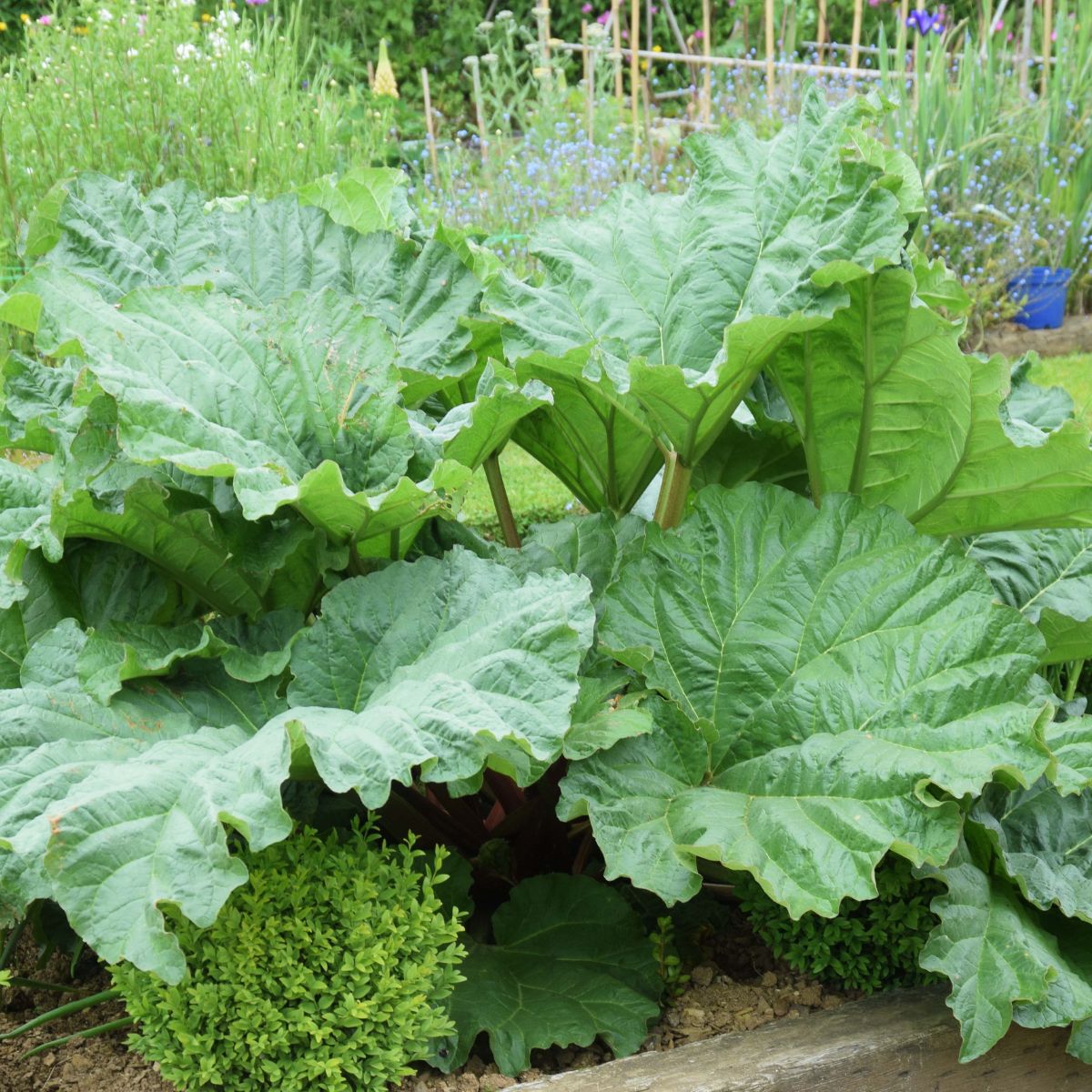 a mature rhubarb plant with big leaves. 