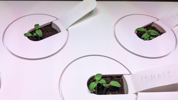 Indoor Gardening With The Click and Grow Smart Garden 9