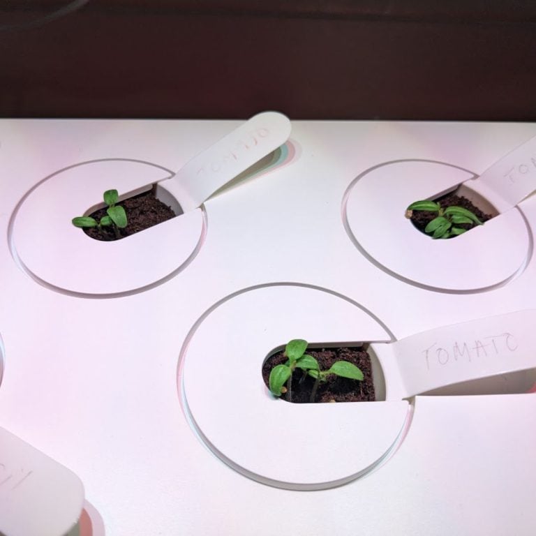 Tomato seedlings growing in my smart garden 9 form Click and Grow.
