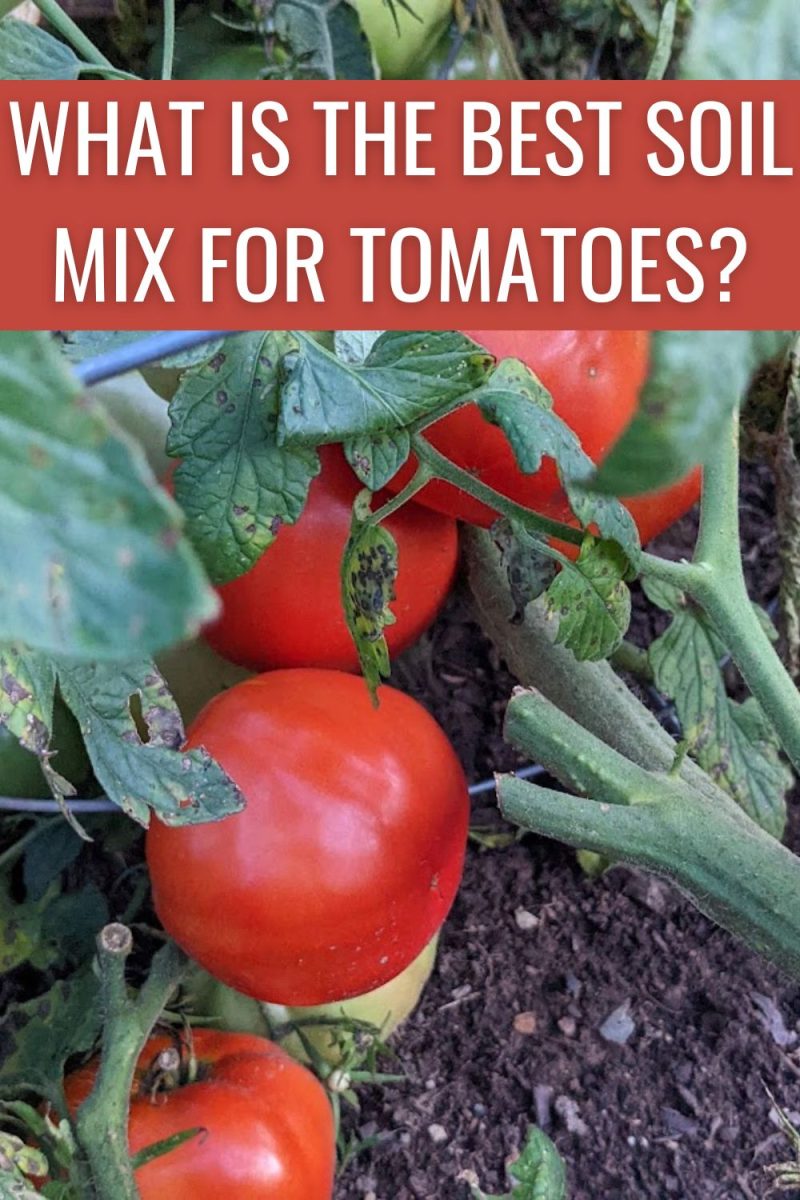 What Is The Best Soil Mix For Tomatoes?