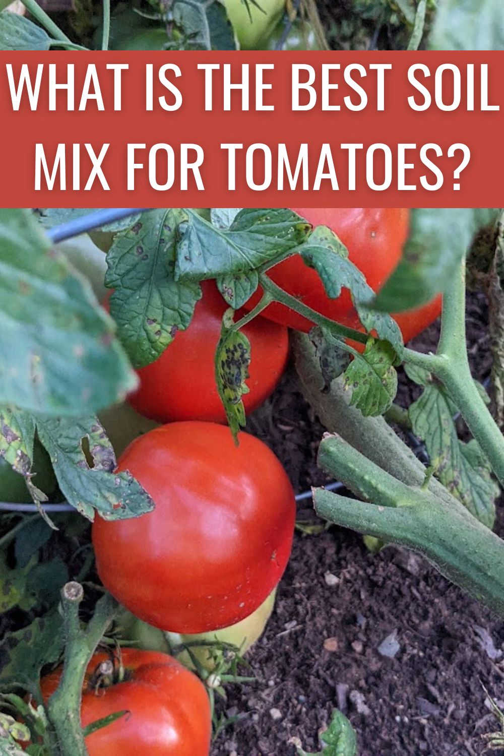what is the best soil mix for tomatoes?