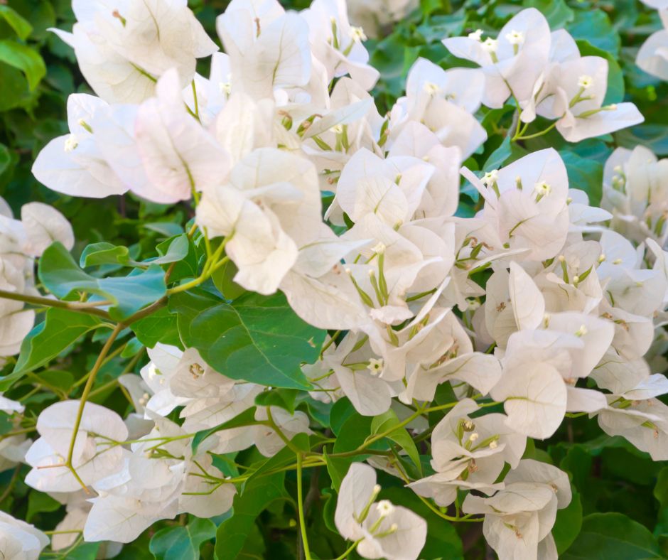 Beautiful pure white flowers on a bougainvillea bush. 