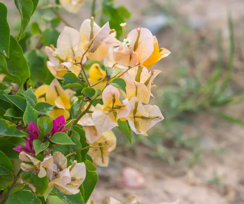 Yellow bougainvillea flowers and a few pink flowers peeking form behind. 