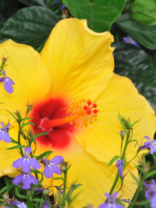 How To Choose The Best Fertilizer For Rhubarb