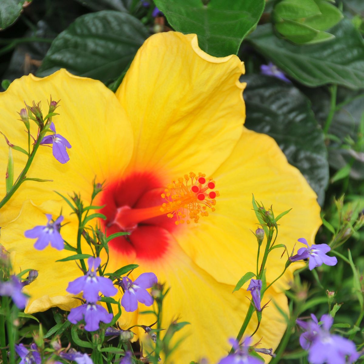 yellow hibiscus behind tiny lobelia flowers. 