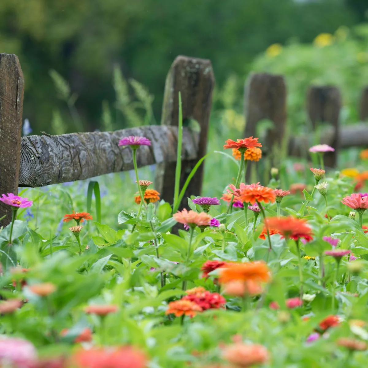 zinnia flower growing next to a rustic wooden fence. 