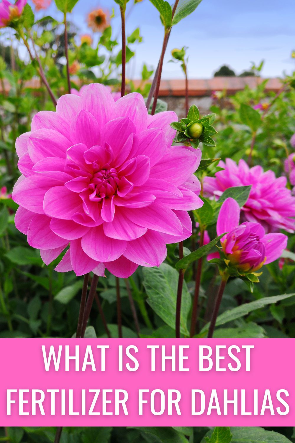 What is the best fertilizer for dahlias? 