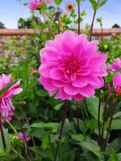 Bright pink dahlia flowers.