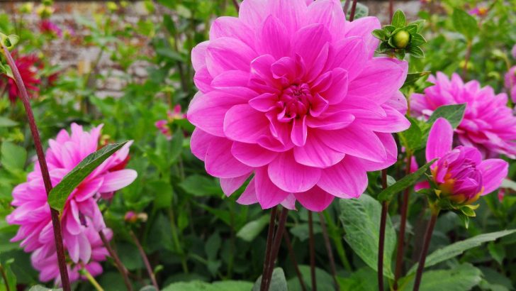 What Is The Best Fertilizer for Dahlias