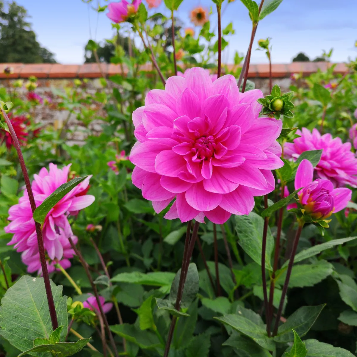 Bright pink dahlia flowers.