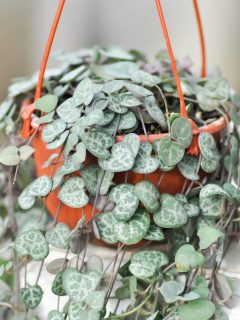 a cascading string of hearts planted in an orange hanging basket.