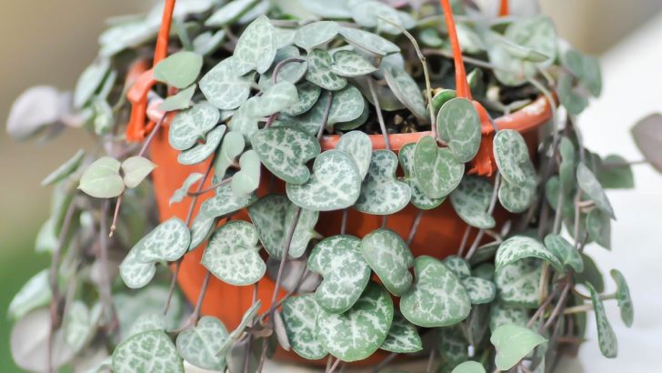 How to Propagate String of Hearts – 3 Easy Methods To Try