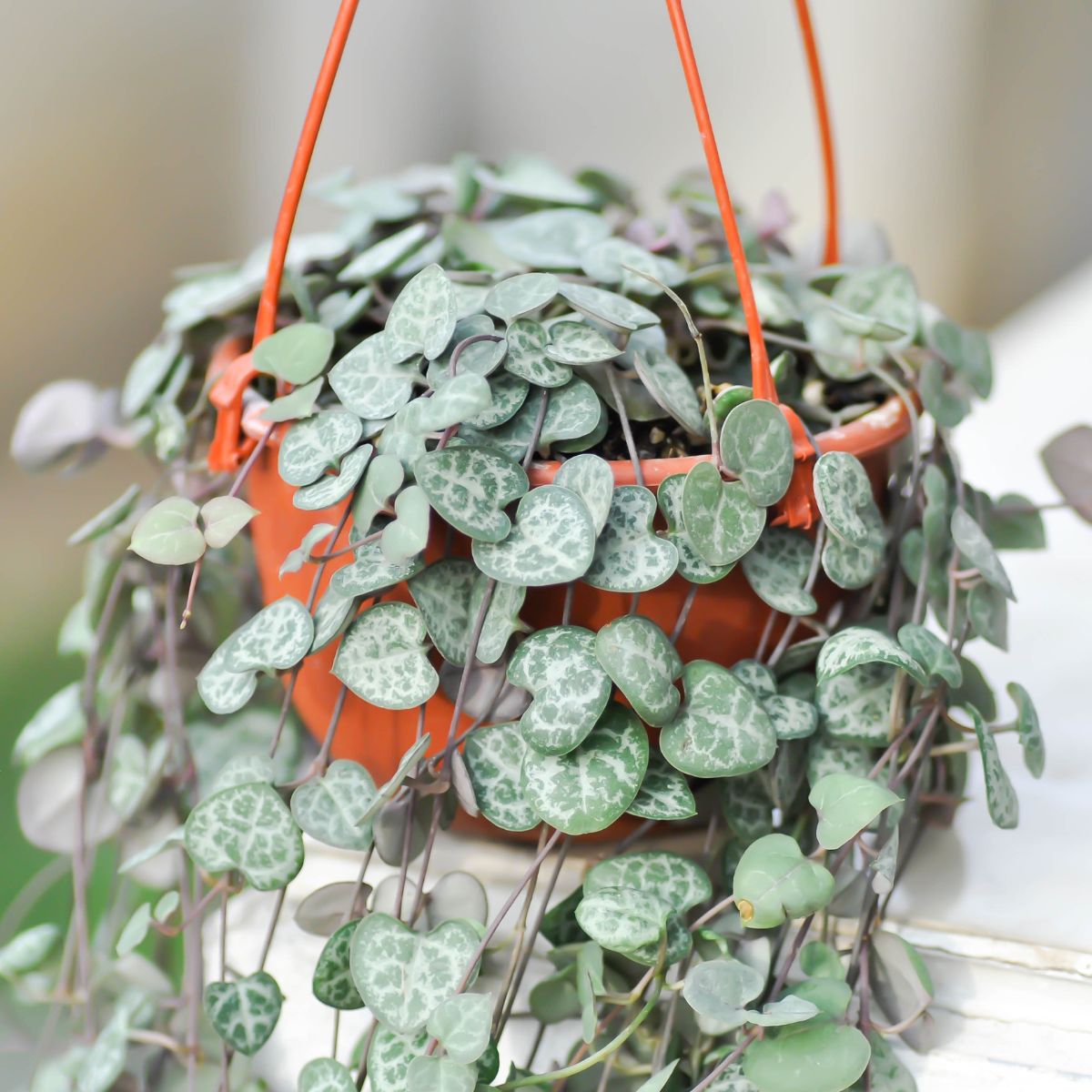 a cascading string of hearts planted in an orange hanging basket. 