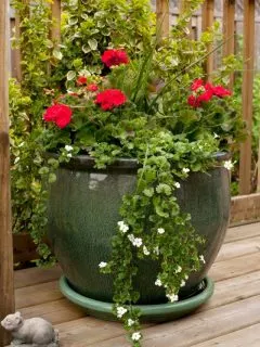 Green glazed planter with red geraniums