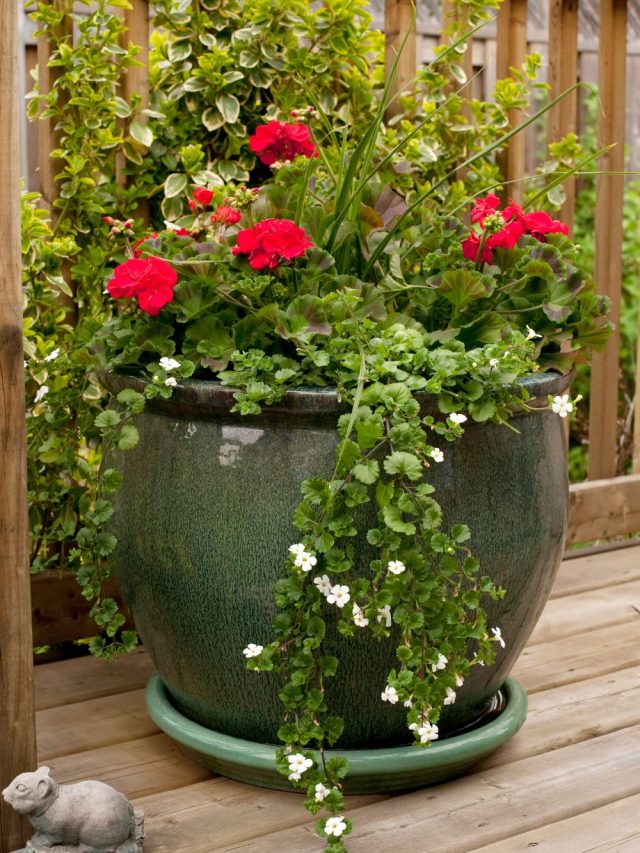 What to Plant With Geraniums