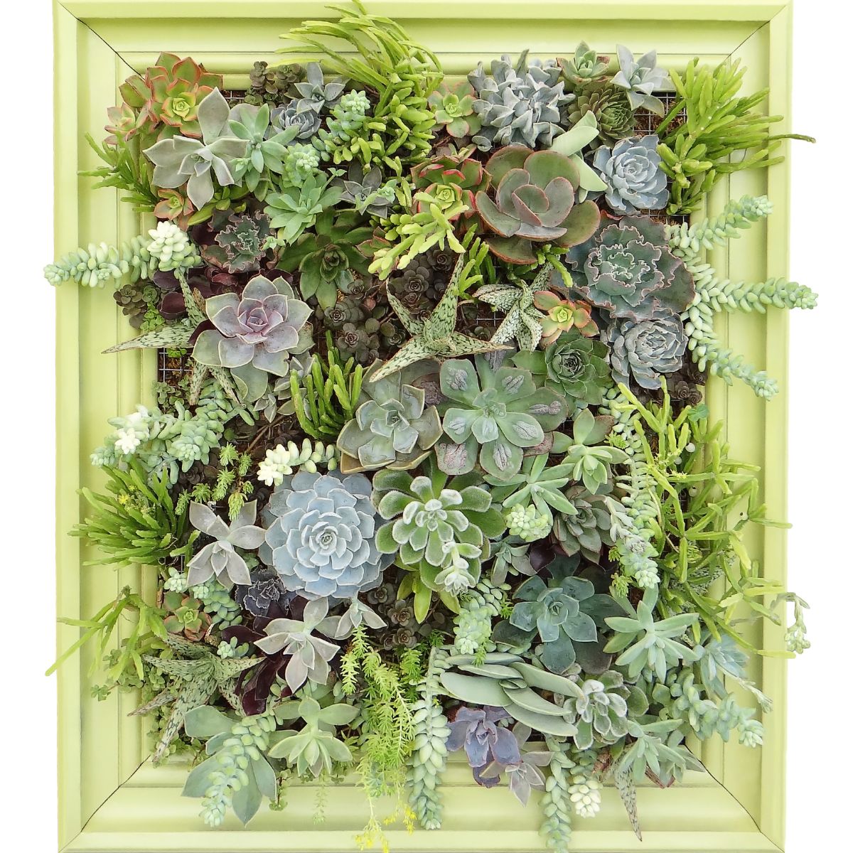 pale green framed succulent wall arrangement.