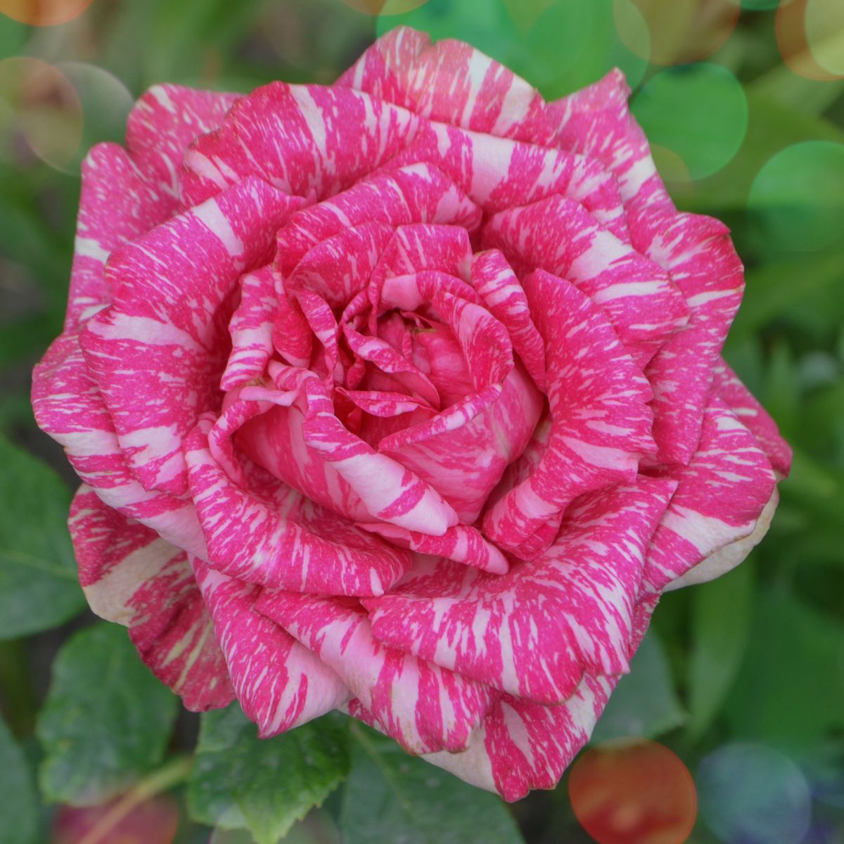A gorgeous pink frida kahlo floribunda rose with white streaks. 