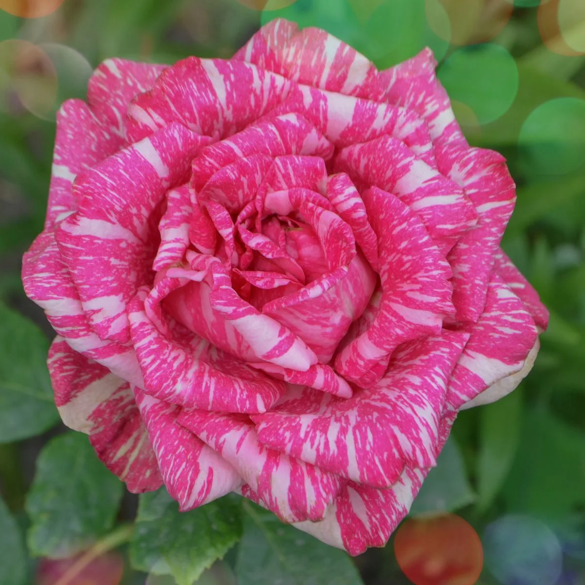 A gorgeous pink frida kahlo floribunda rose with white streaks.