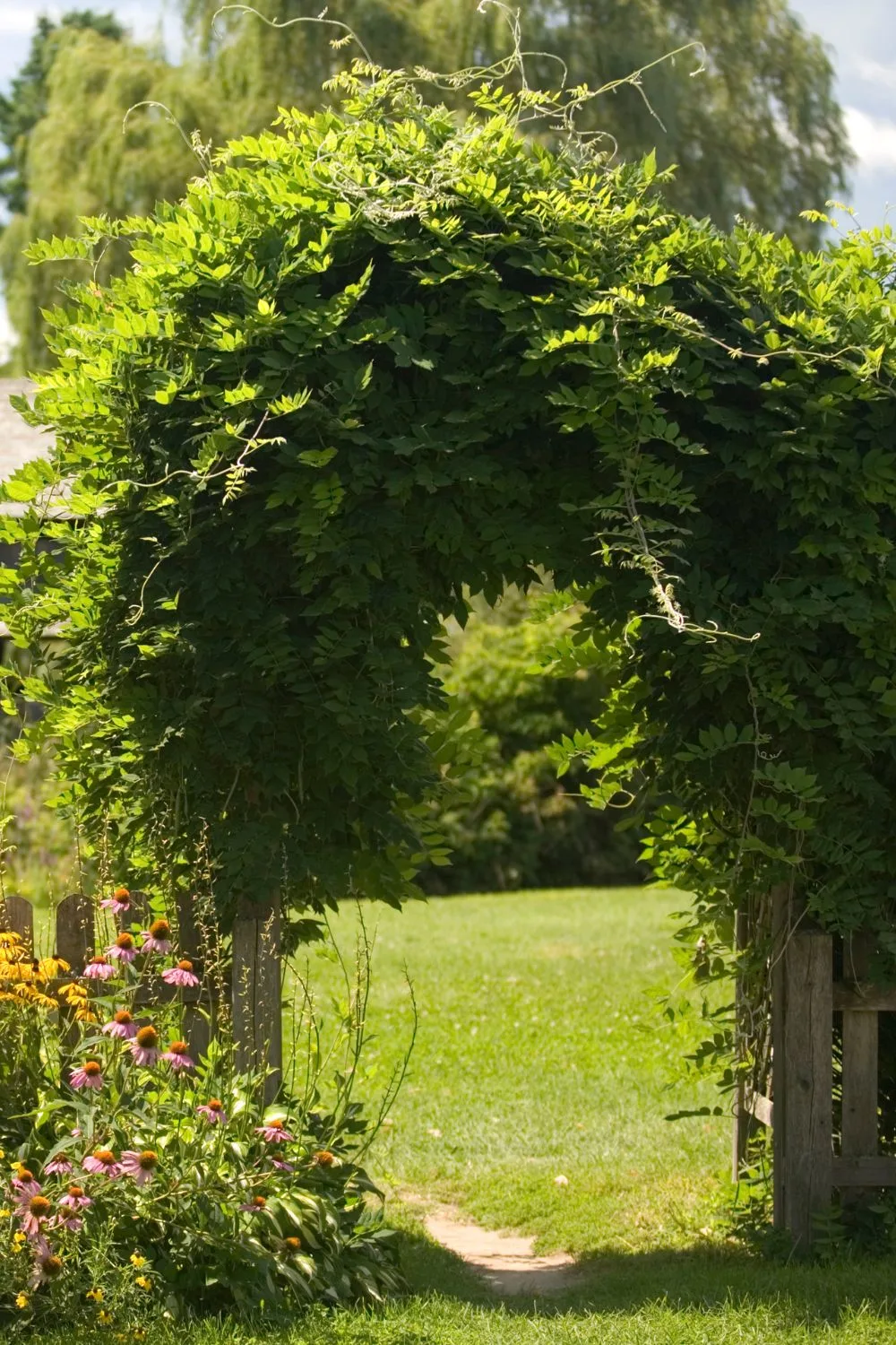 greenery-covered arching arbor with some cone flowers by its side.