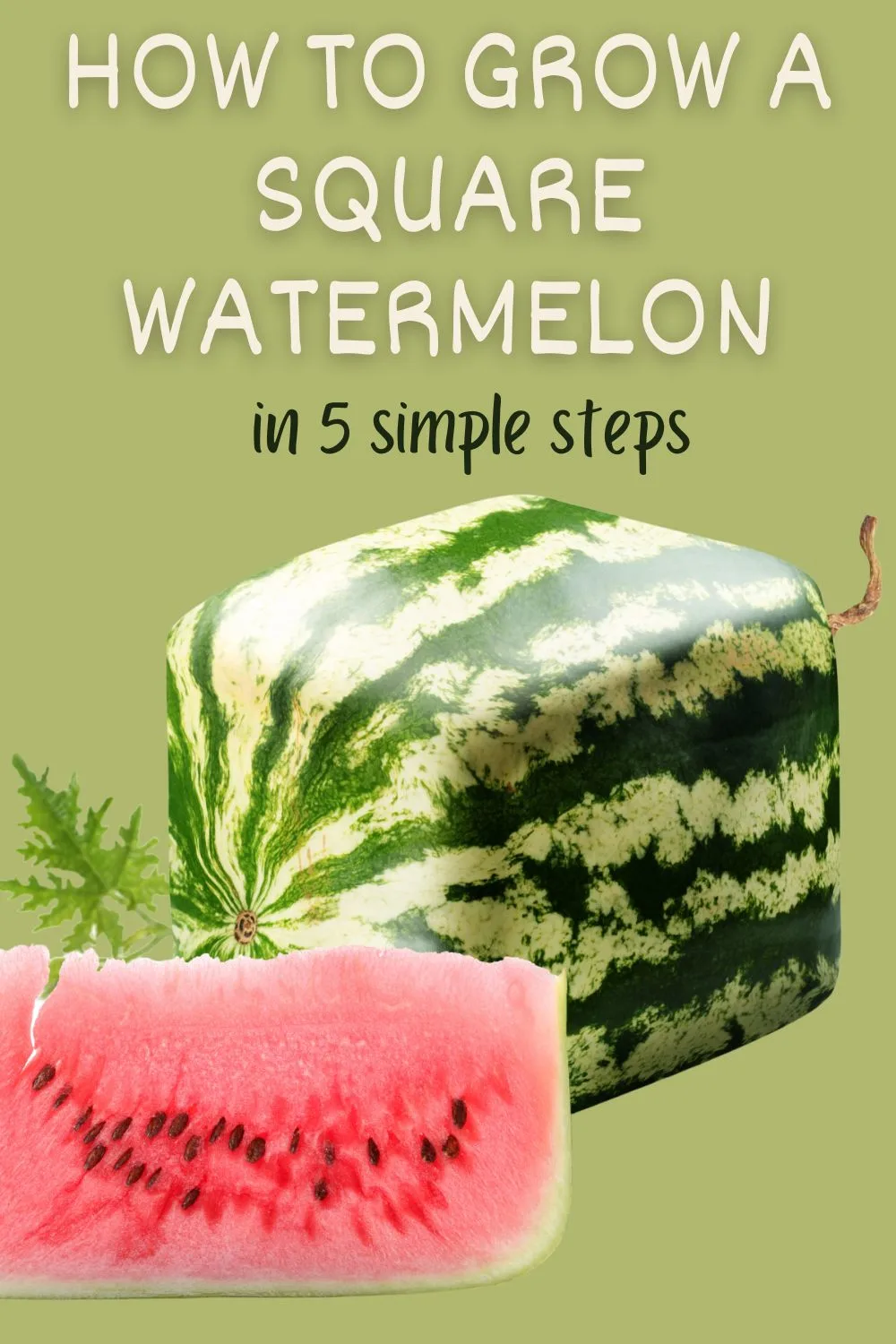 How to grow a square watermelon in 5 simple steps.