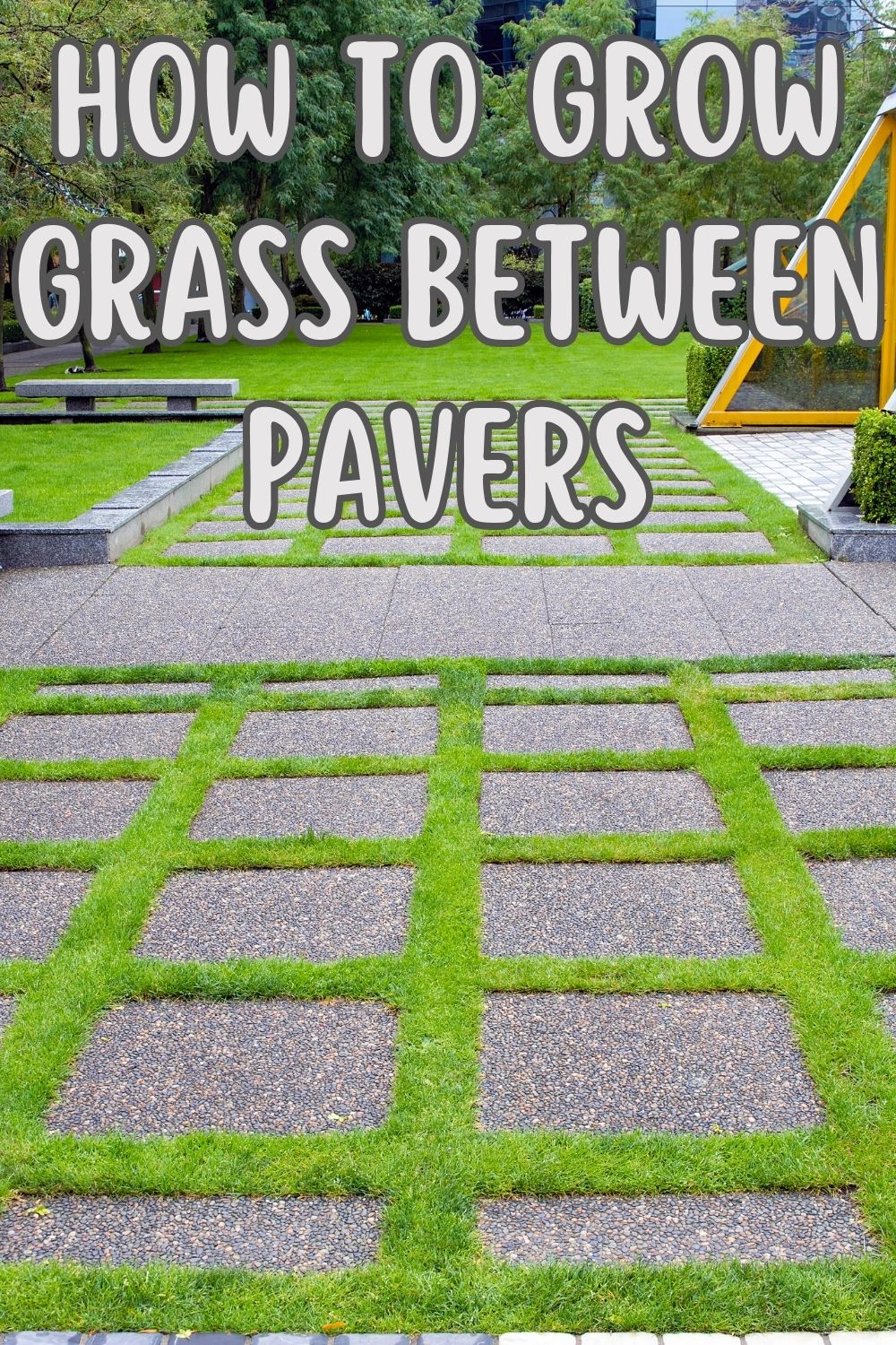 How to grow grass between pavers.