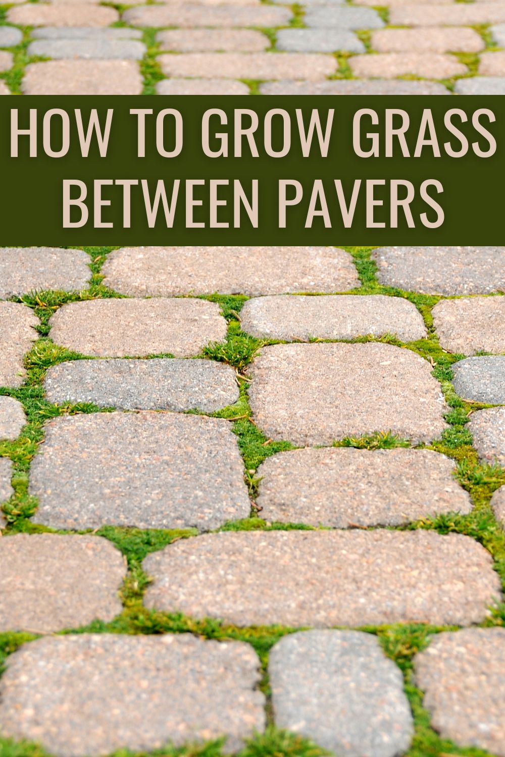 How to grow grass between pavers.