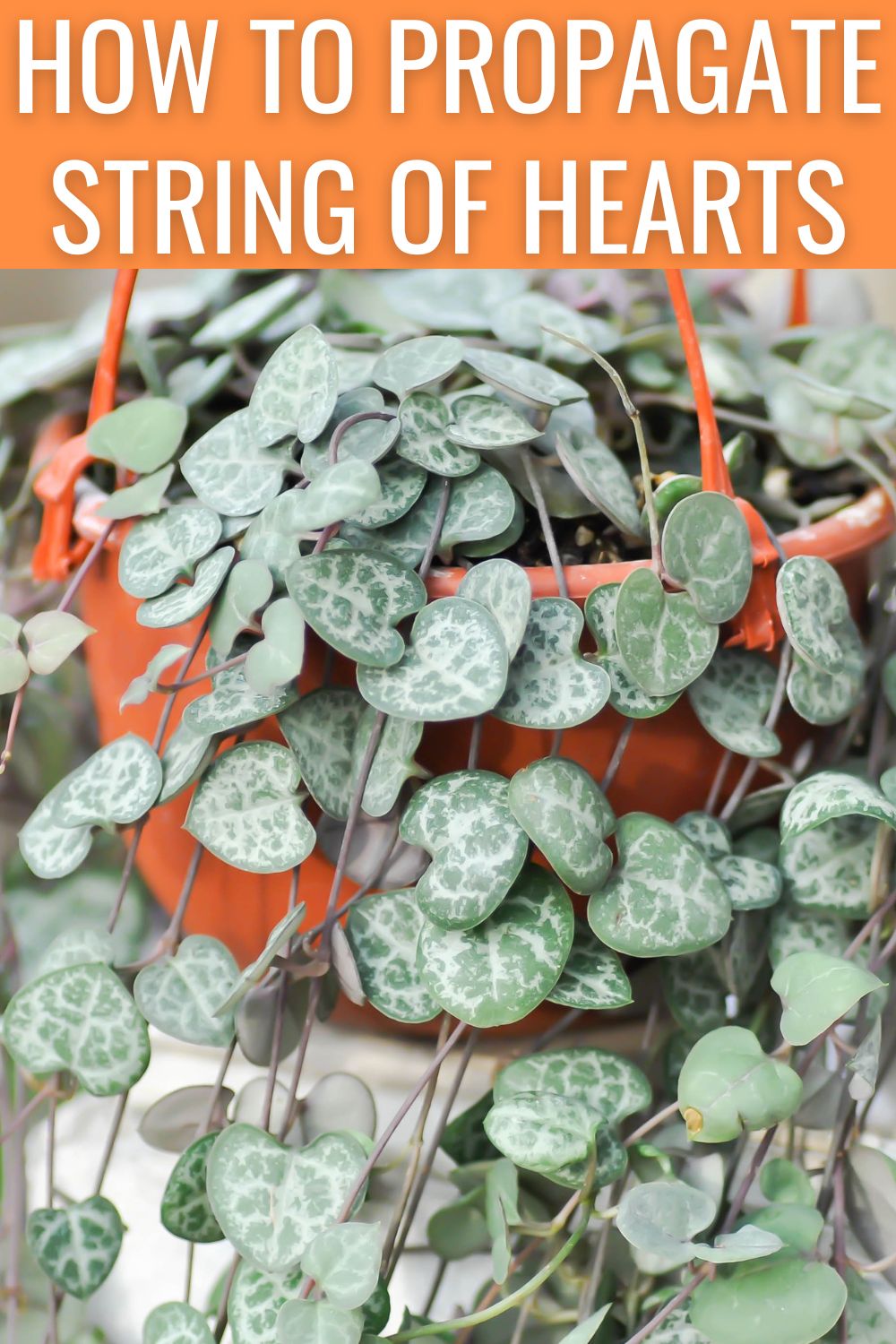 How to propagate string of hearts.