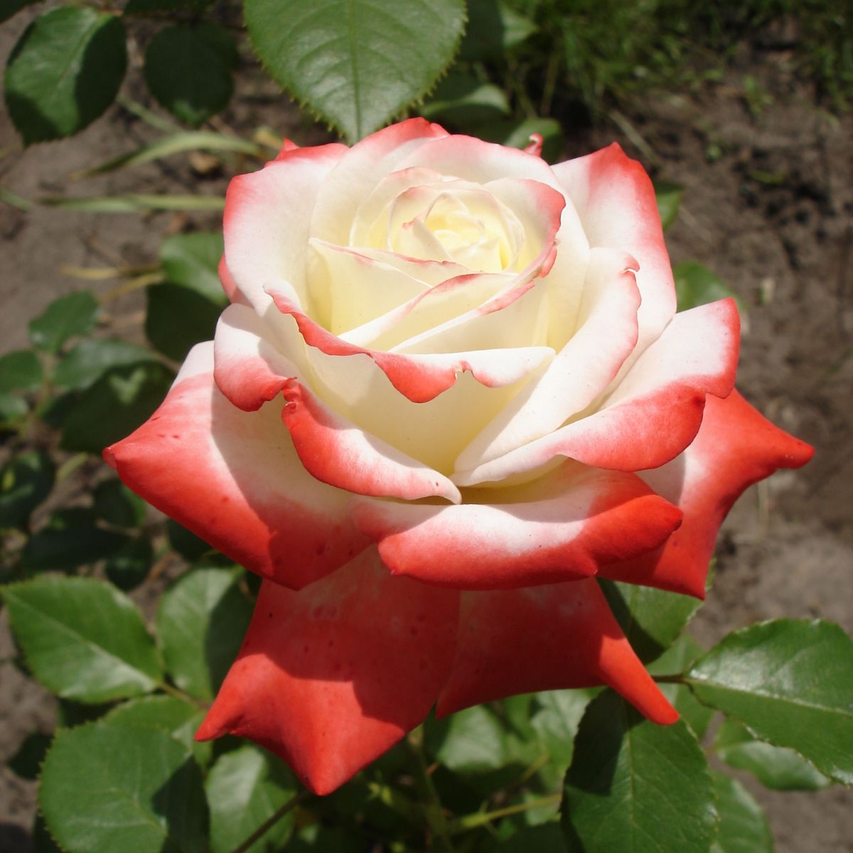 Beautiful white and yellow hybrid tea rose with a red edging. 