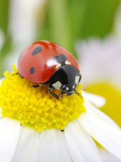 a ladybug on top of a white daisy flower.