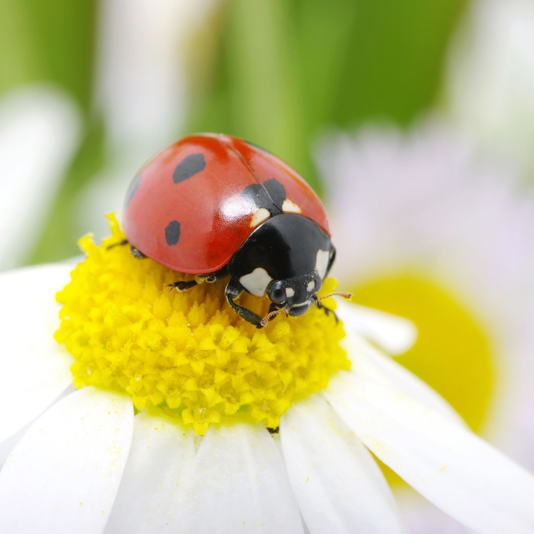 a ladybug on top of a white daisy flower. 