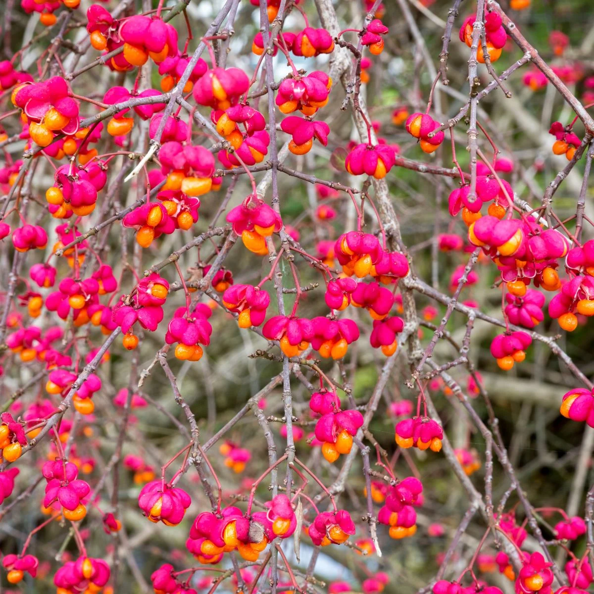 10 Worst Invasive Plants In Maryland Gardens (And 20 Great Native