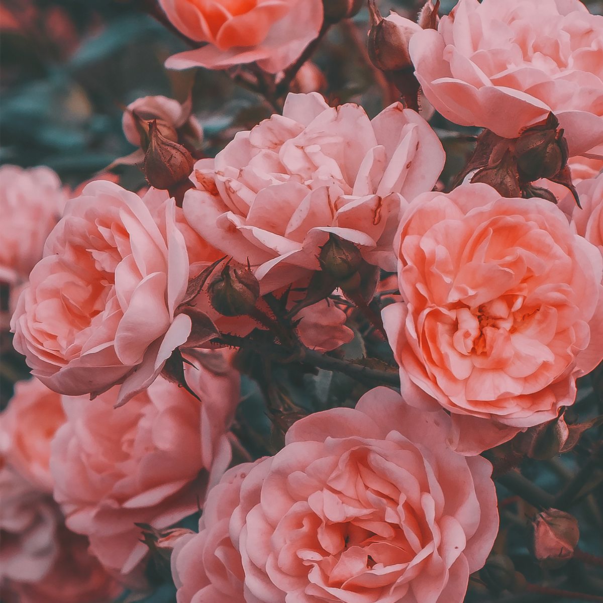 Old fashioned peach colored roses.